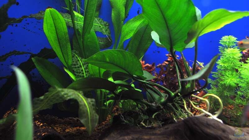 Pflanzen im Aquarium Becken 739 von Salmlerdream (15)