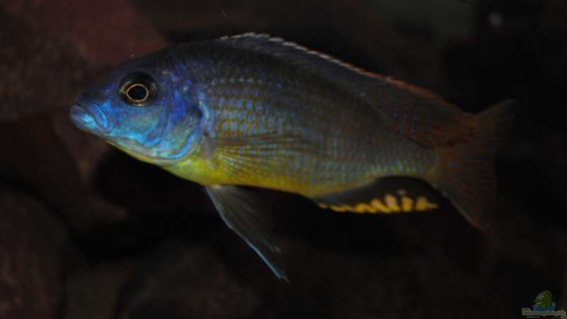 ><(((°>  Naevochromis chrysogaster WF Bock  von Manni (17)