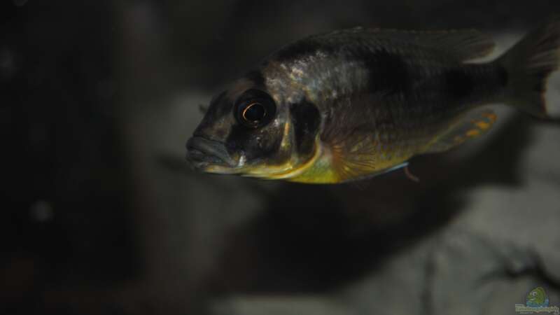 Einrichtungsbeispiele für Naevochromis chrysogaster  - Naevochromis-chrysogasteraquarium