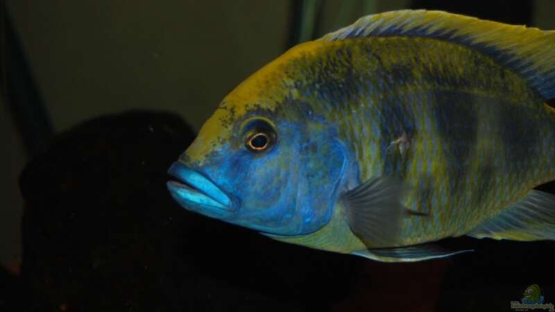  ><(((°> Nimbochromis venustus Bock (ausgezogen) von Manni (12)