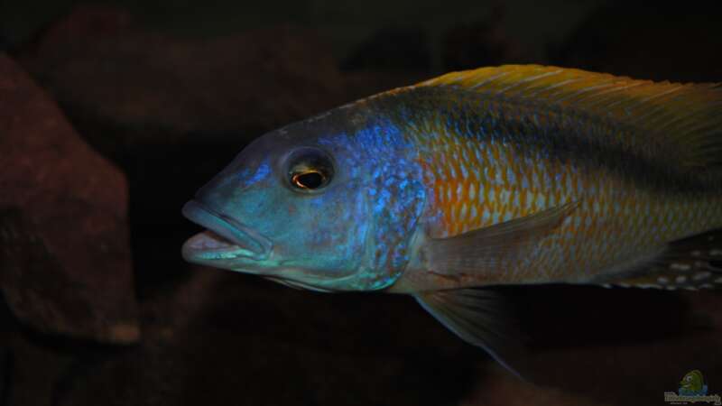 ><(((°> Buccochromis rhoadesii F1 Bock von Manni (21)