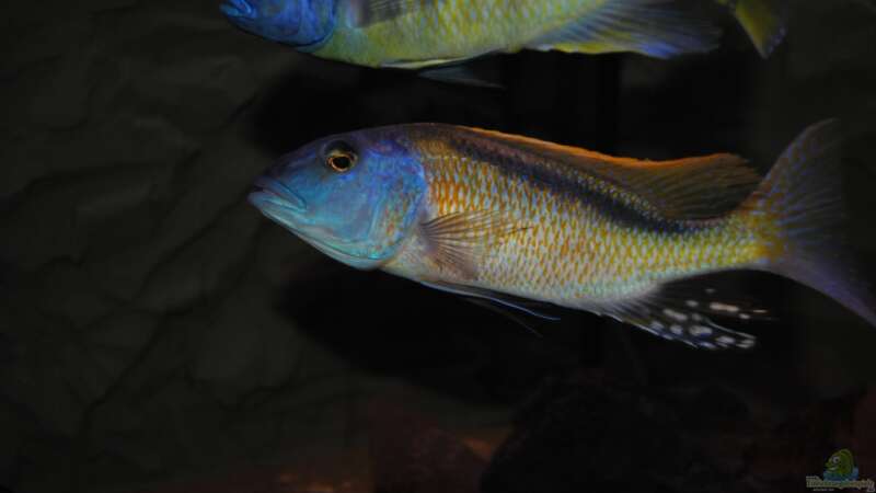 Einrichtungsbeispiele für Aquarien mit Buccochromis-Arten aus dem Malawisee  - Buccochromisaquarium