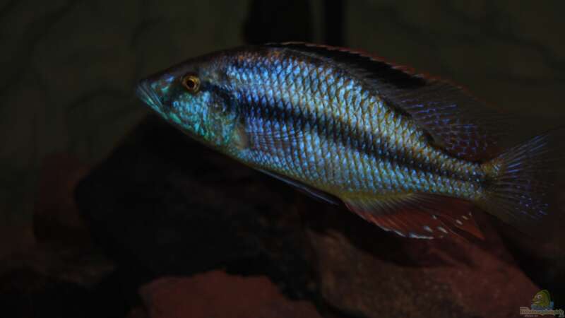 ><(((°> Dimidiochromis Compressiceps Bock  von Manni (18)