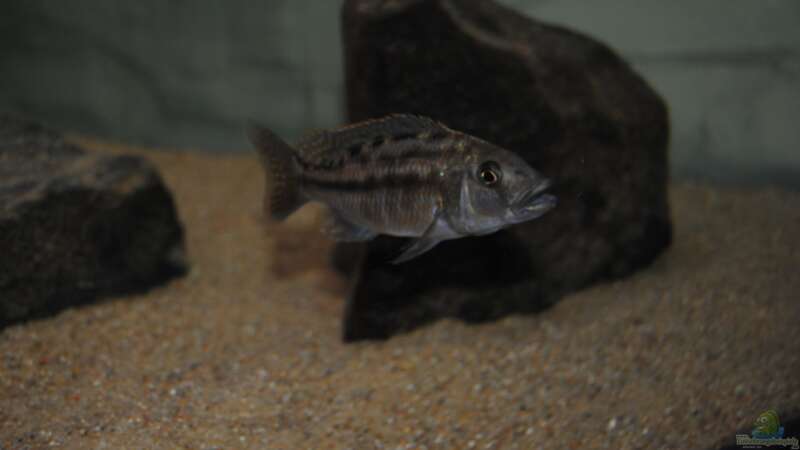 ><(((°> Tyrannochromis Nigriventer WF Weibchen von Manni (24)
