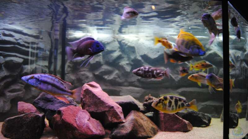 Aquarium Becken 7395 von Manni (6)