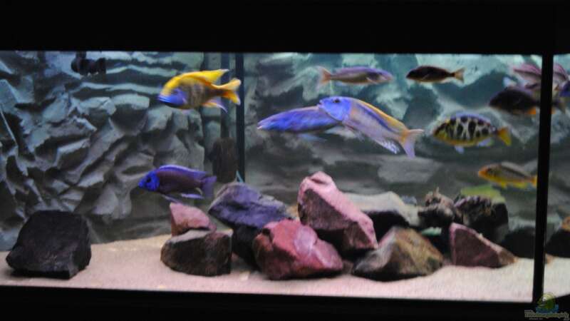 Aquarium Hauptansicht von Becken 7395 von Manni (1)