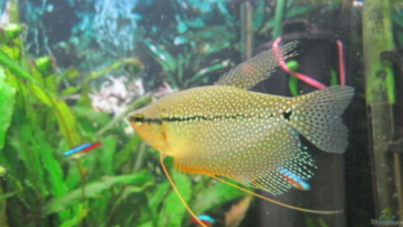 Aquarien mit Mosaikfadenfischen (Trichogaster leerii)  - Mosaikfadenfischaquarium