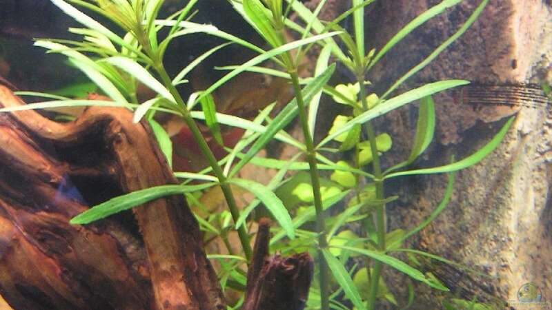 Pflanzen im Aquarium Becken 7452 von froxxs (4)