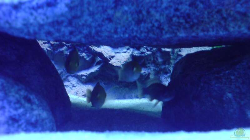 Labidochromis caeruleus  von Dommsel (29)