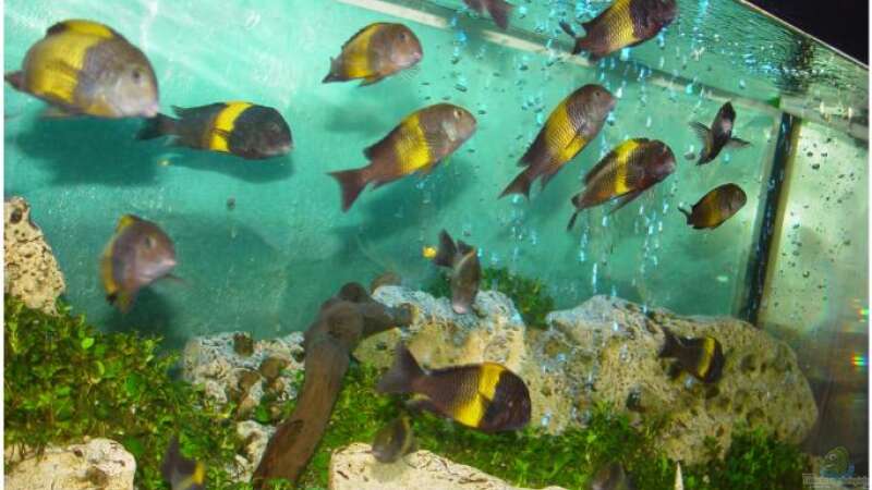 Aquarium Becken 7548 von Mathi-n (5)