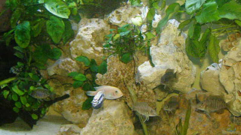 Besatz im Aquarium Becken 7555 von kittim (3)