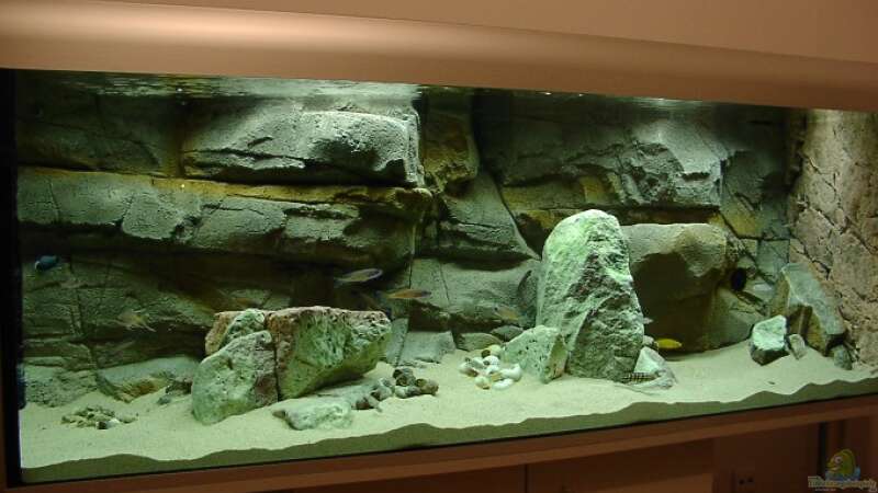 Die ersten Fische aus dem alten Becken sind umgezogen: es sieht noch ziemlich leer von Georg Botz (7)