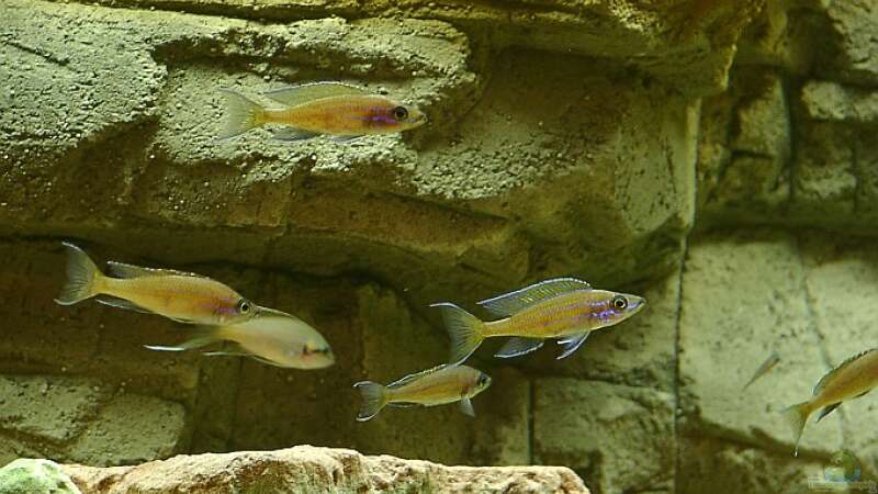 Paracyprichromis nigripinnis beim Erkunden der neuen Umgebung von Georg Botz (18)
