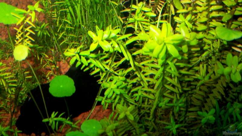 Pflanzen im Aquarium Becken 7591 von J.Liebold (5)