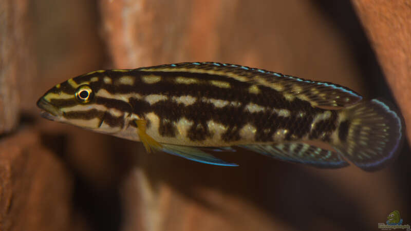 Julidochromis marlieri von fotto (5)