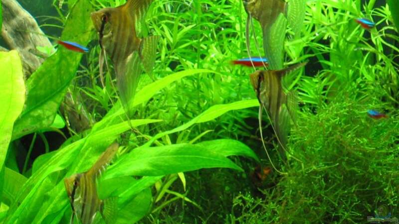 Aquarien mit Pterophyllum scalare (Skalar)  - Pterophyllum-scalareaquarium