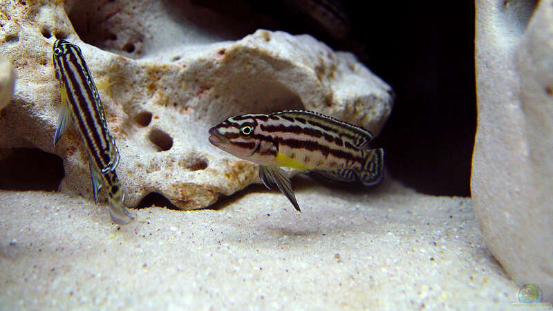 Julidochromis regani von Mario Schantl (5)