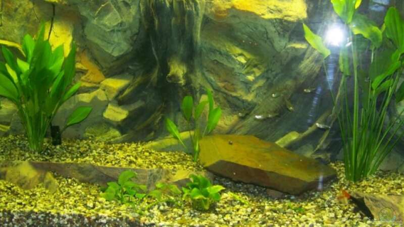 Pflanzen im Aquarium Lebendiges Bild von Silke (14)