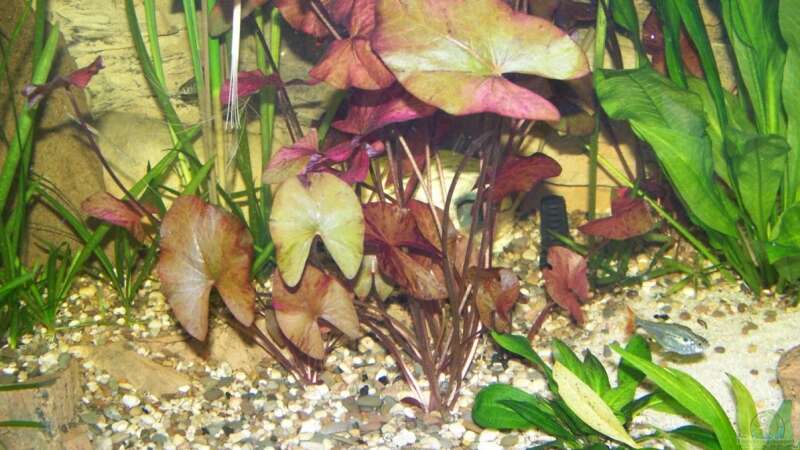 Pflanzen im Aquarium Lebendiges Bild von Silke (18)