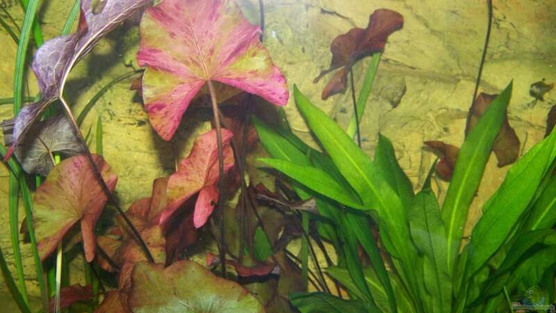 Pflanzen im Aquarium Lebendiges Bild von Silke (20)