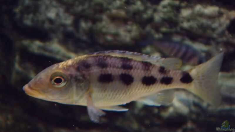 Fossorochromis rostratus - Weibchen von Baresi (19)