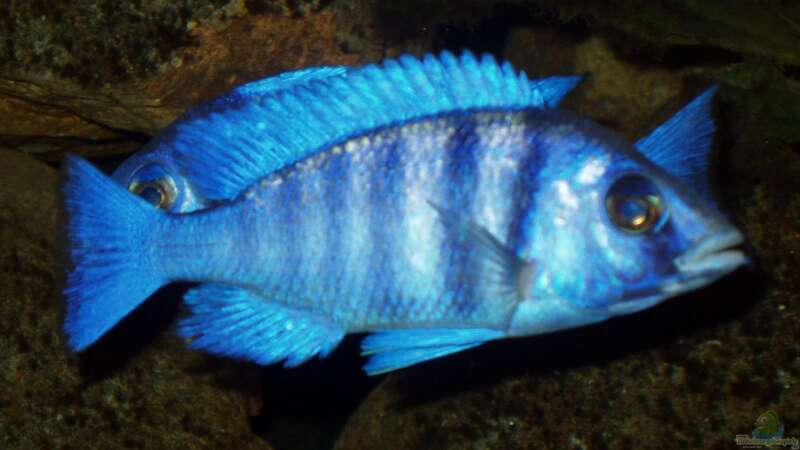 Placidochromis phenochilus von Baresi (13)