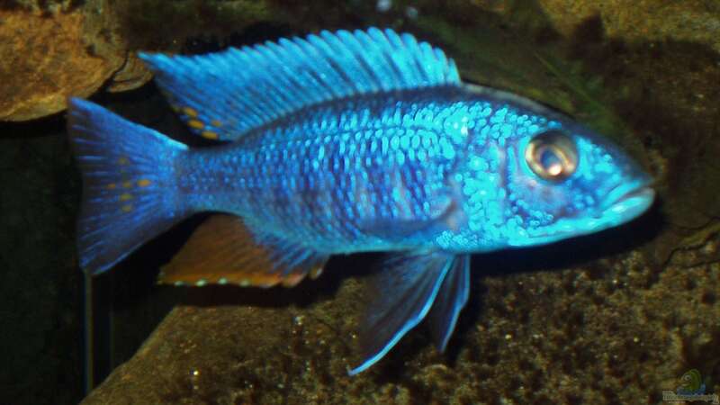 Scianochromis fyeri von Baresi (14)