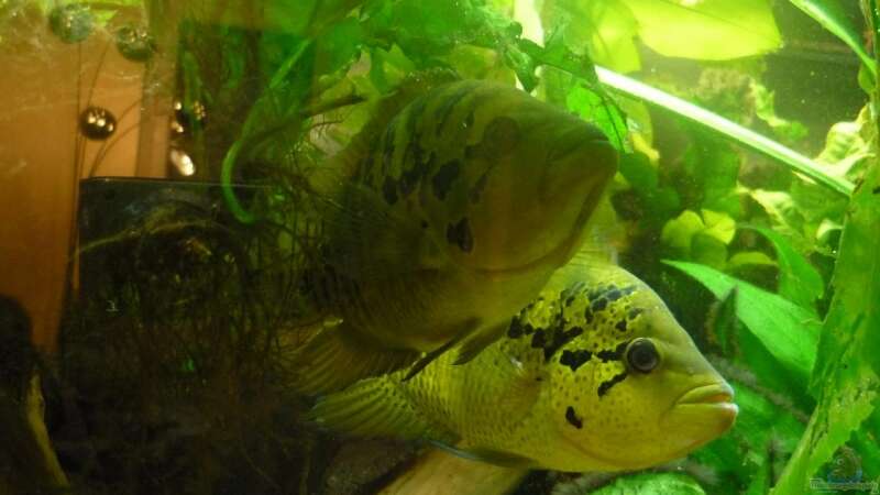 Parachromis von Crenii (32)