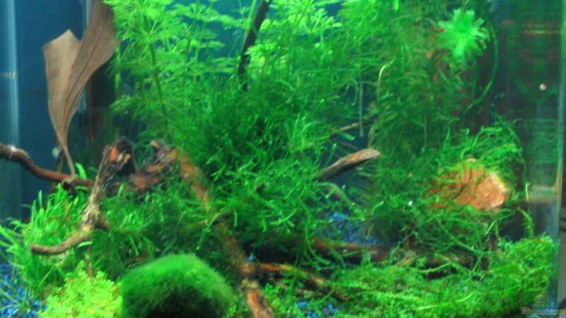 Pflanzen im Aquarium Becken 7745 von KARNIK (3)