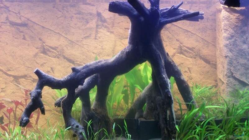 Große Mangrovenwurzel (ebay Schlagls aquaristic welt). Platzierung vorm Umbau von Uwe Trauernicht (6)