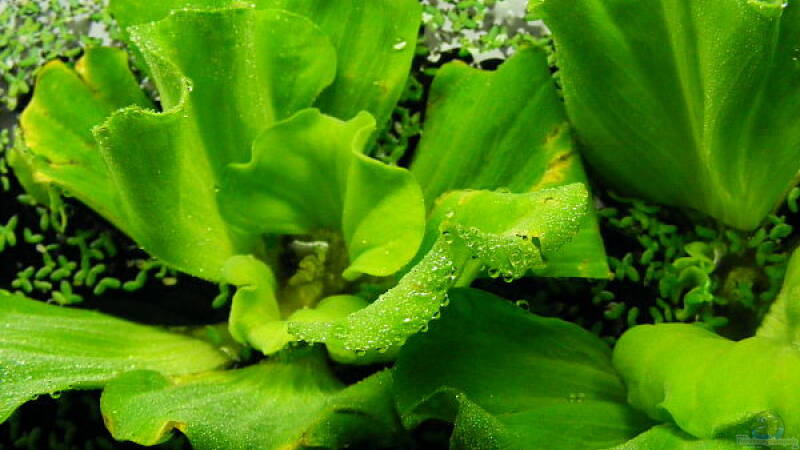 Exclusiv für EB von Aquascape-Guru- Pflanzentipp   Muschelblume