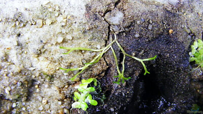 Biologische Rückwand 