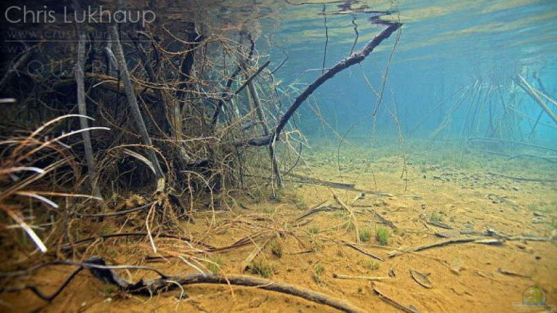 Exclusiv für EB von aquascape-guru.de- Naturbeispiel "Lake Matano" - Sulawesi (Teil 1)