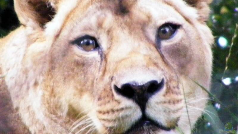 des Chamäleons Spielereien/Teil2