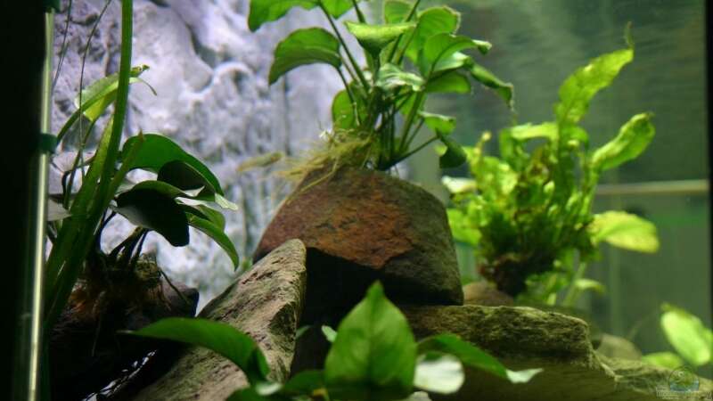 Pflanzen im Aquarium Becken 7813 von Sleeper1981 (4)