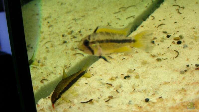 Siamesische Rüsselbarbe und agassizii Weibchen von Trockenschwimmer (14)