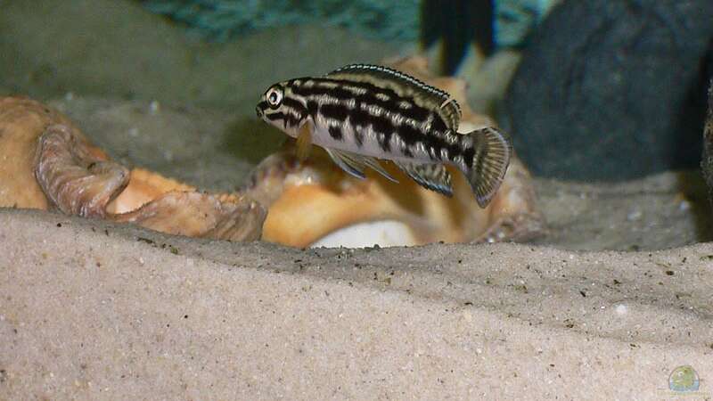 Julidochromis marlieri  von Oliver Vieth (5)