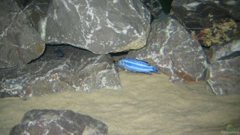 Erste Bewohner... (Melanochromis maingano (cyaneorhabdos)). Weitere Fotos folgen von Horst Gennat (13)