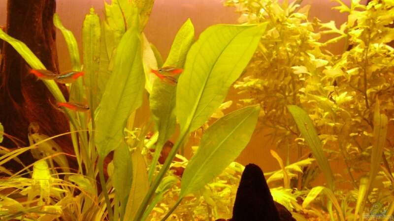 Pflanzen im Aquarium Becken 7950 von leip1 (6)