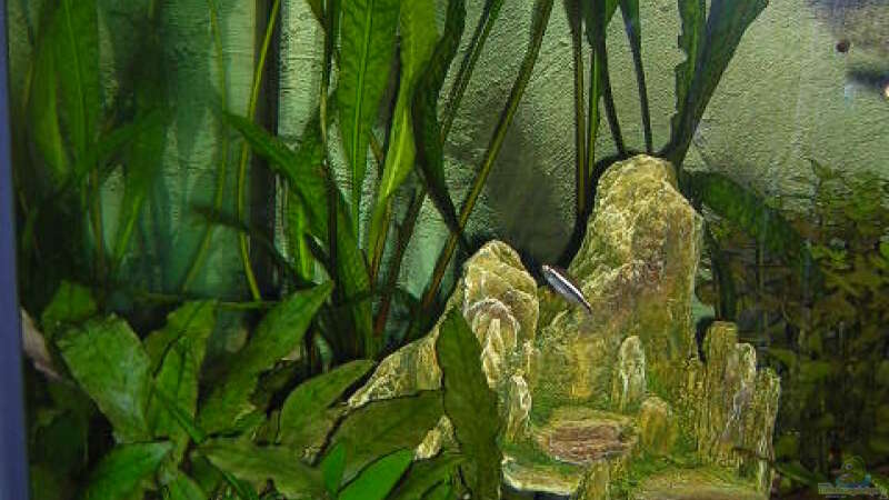 Dekoration im Aquarium Becken 7978 von Kevin Raubold (4)