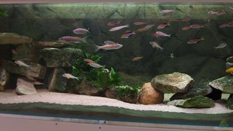 Aquarium Becken 798 von Yigit Nur (2)