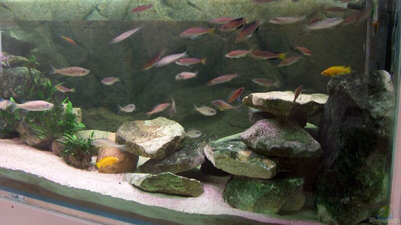 Aquarium Becken 798 von Yigit Nur (4)