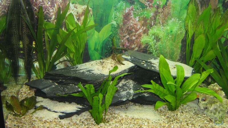 Pflanzen im Aquarium Becken 8015 von mona (2)