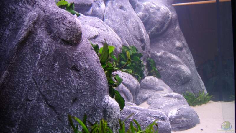 Dekoration im Aquarium Becken 8045 von Michael J. (7)