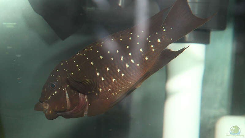 Petrochromis trewavasae im Aquarium (Einrichtungsbeispiele für Petrochromis trewavasae)  - Petrochromis-trewavasaeaquarium
