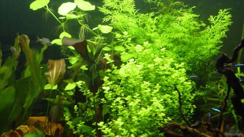 Pflanzen im Aquarium Becken 8249 von Reinhard (8)