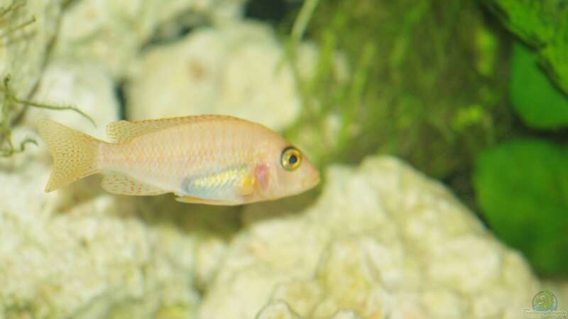 Aul. Firefish W von Mirco N. (32)