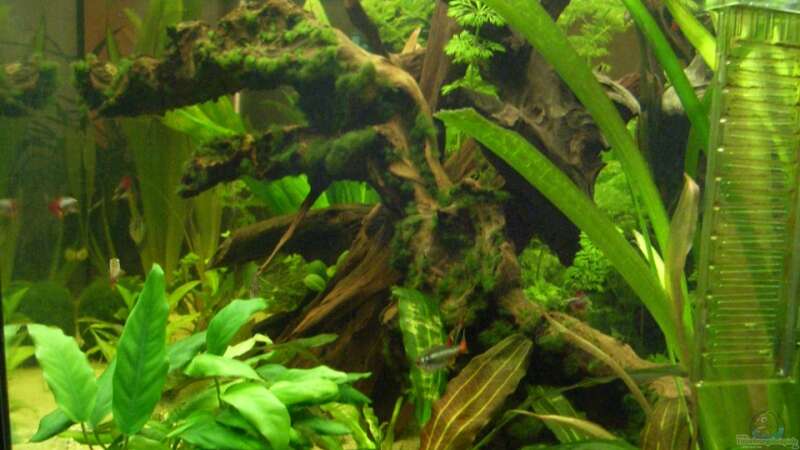 Pflanzen im Aquarium Becken 8376 von Oliver Czaika (7)