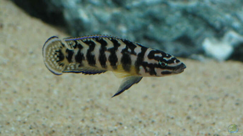 Julidochromis Männchen von Alexander Schimmelpfennig (6)