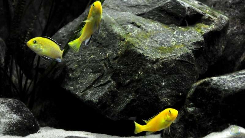Die Labidochromis Yellows schwärmen aus von Pete (12)